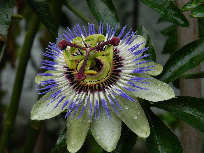 DSCN8789 - PASSIFLORA_2014