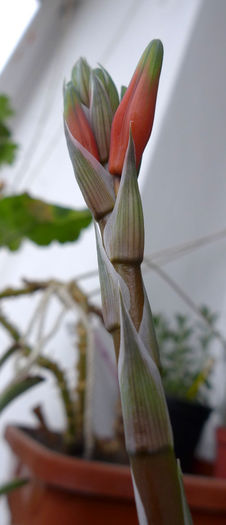 2013 humilis inflorire.2 - Aloe