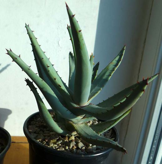 A.claviflora 2014 - Aloe
