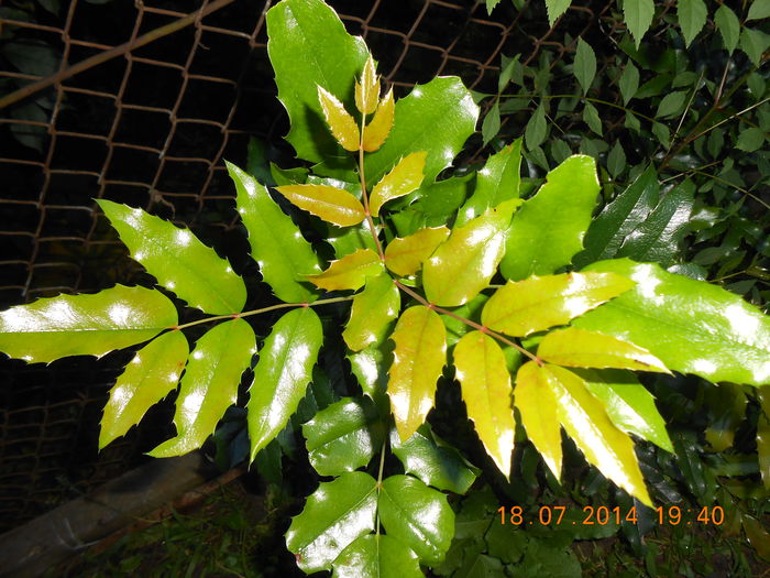 DSCN0104 - Mahonia aquifolium