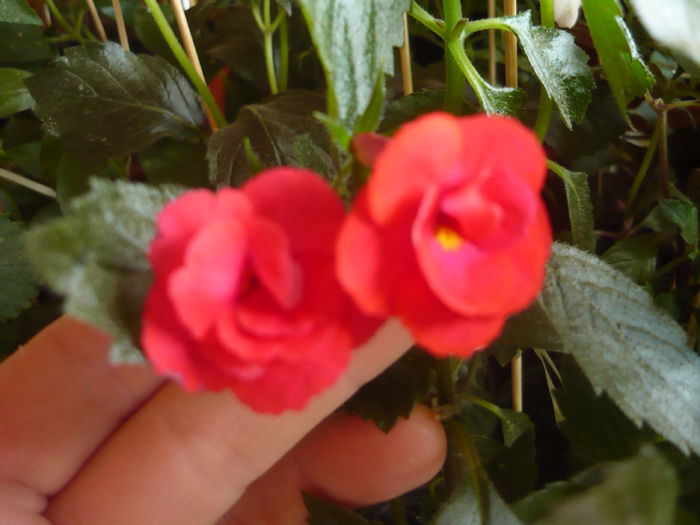 P1070590