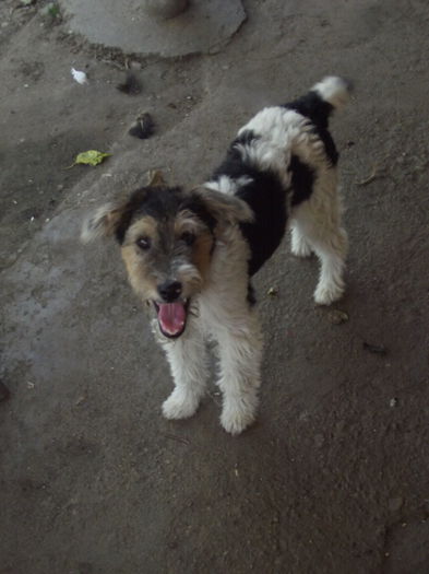 Tarra - FoxTerrier