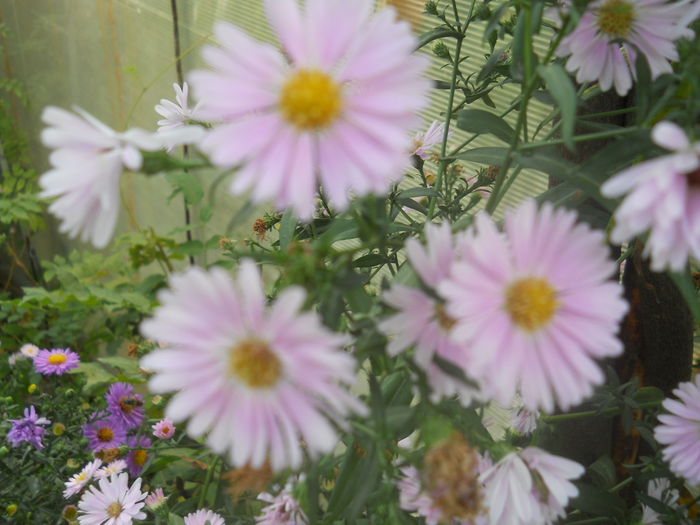 aster alb-roz - gradina flori 2014-2