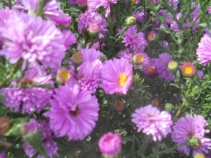 aster roz inchis - gradina flori 2014-2