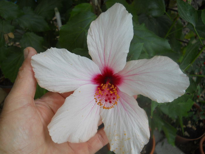 H.Alb - Flori apartament