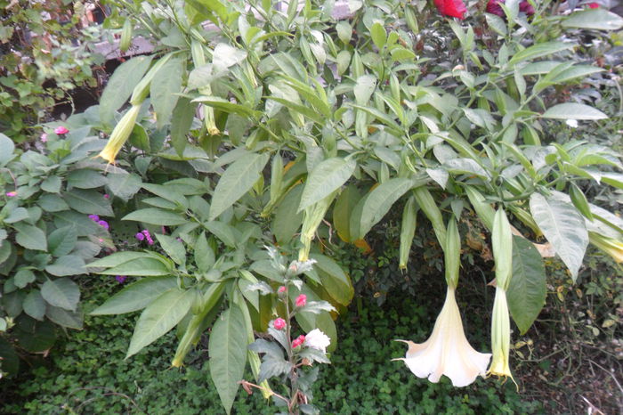 Picture 916 - brugmansii-daturi-iochrome 2014