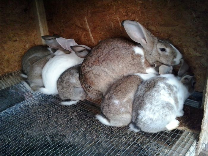 Aici au 7 sapt.. - HYCOLE COLORATI 2014-2015