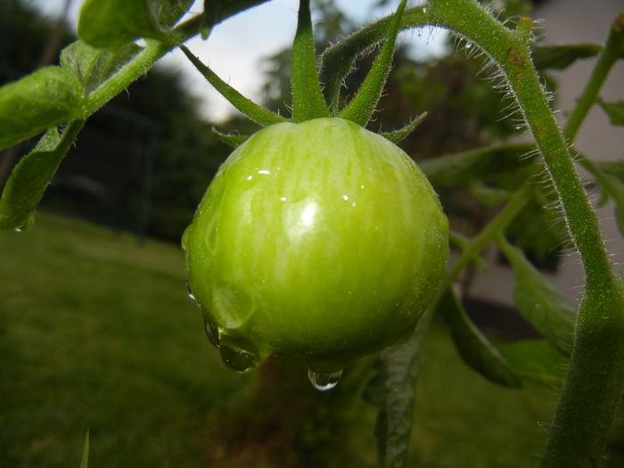 Tomato Green Zebra (2014, June 23) - Tomato Green Zebra