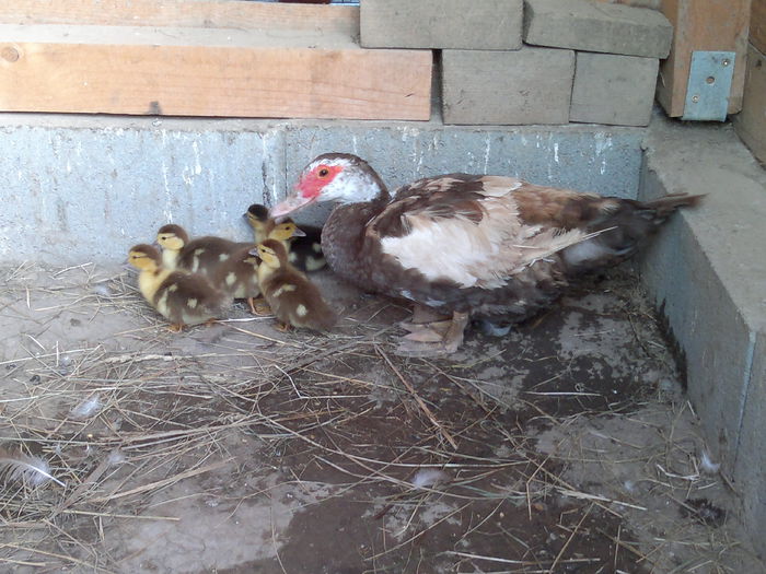 17-09-2014 - 17-rate- Lesesti sau mute -Muscovy ducks