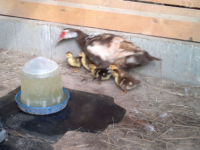 17-09-2014 - 17-rate- Lesesti sau mute -Muscovy ducks