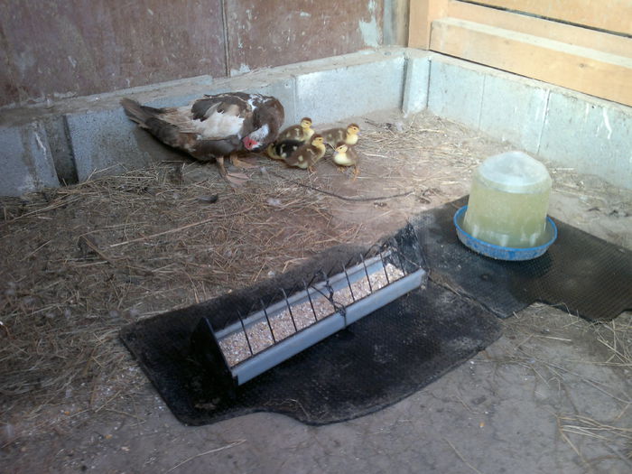 17-09-2014 - 17-rate- Lesesti sau mute -Muscovy ducks