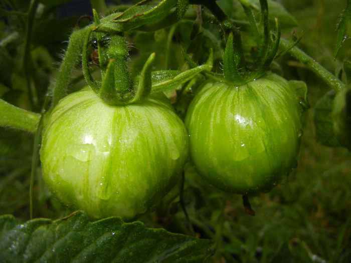 Tomato Green Zebra (2014, June 23) - Tomato Green Zebra