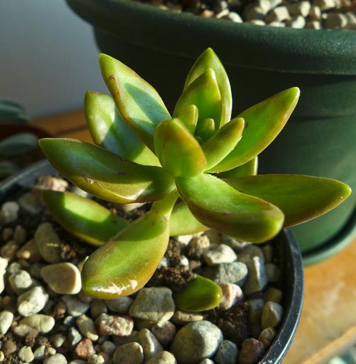 Sedum nussbaumerianum 2014 - Sedum