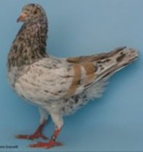 magnan de piatra marmura-dunga