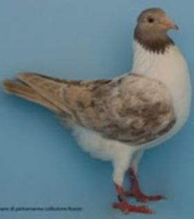 magnan de piatra marmura