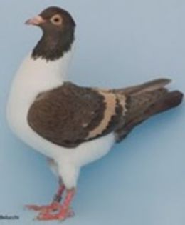 piatra inchisa dungi galbene