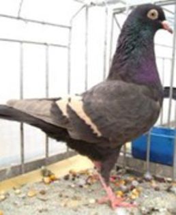 pietrascura vg ventatura somarino e testa