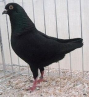 negru - Porumbeii modenezi-minuni ale lui Dumnezeu