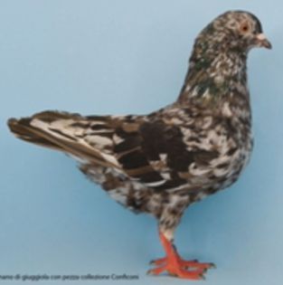 Magnano Di Giuggiolo