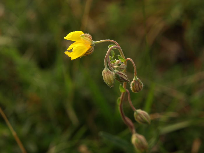 P8253596 - Flora spontana -zona alpina