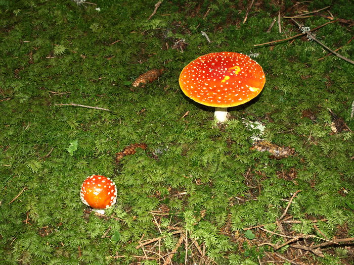 P8263630 - Flora spontana -zona alpina