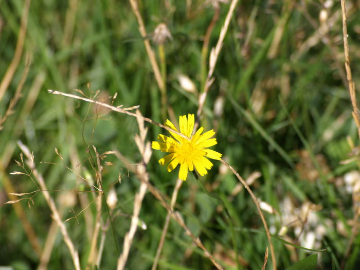 P8293714 - Flora spontana -zona alpina