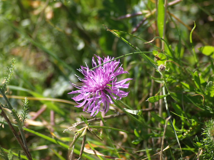 P8293719 - Flora spontana -zona alpina
