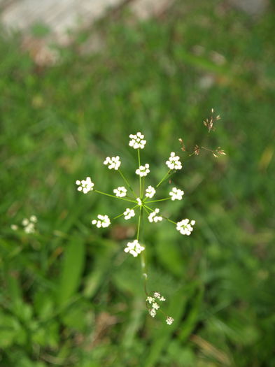 P8294087