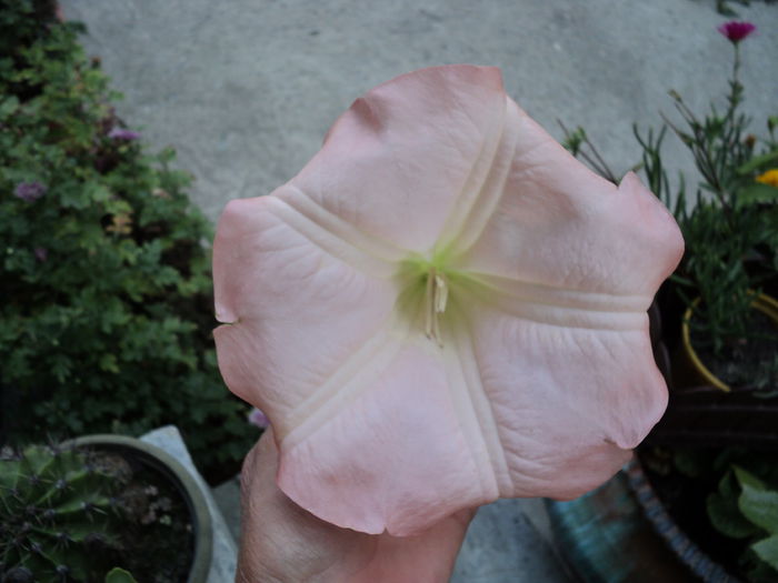 FOTO multumesc,Margareta ! - BRUGMANSIA SI DATURA