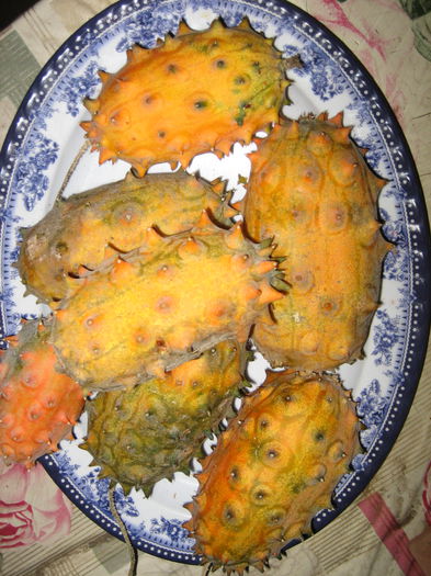 pictures 458 - kiwano