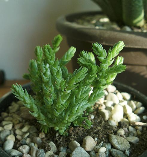 Crassula muscosa 2014 - Crassula