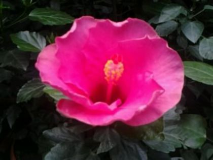 boreas roz - Hibiscusi 1