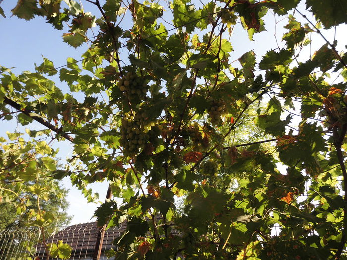 CIMG1525 - poze pentru Marius