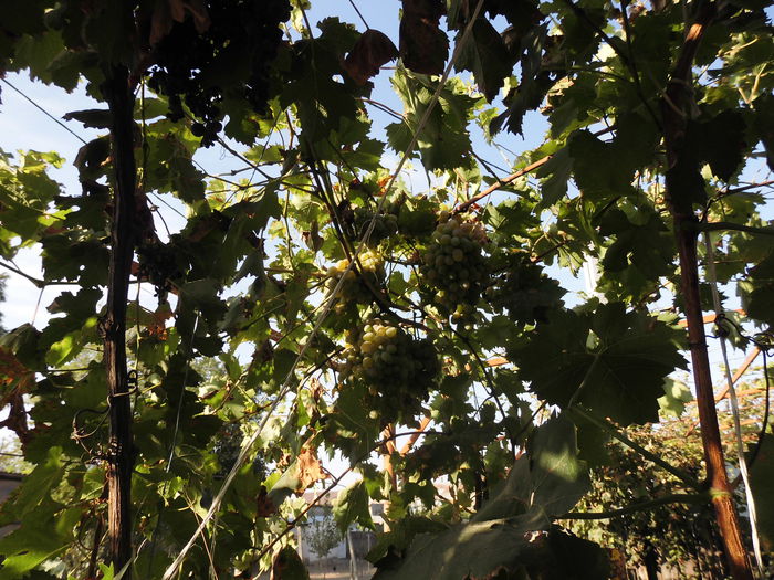 CIMG1526 - poze pentru Marius