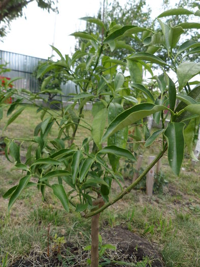 Poze noi 035 - kumquat