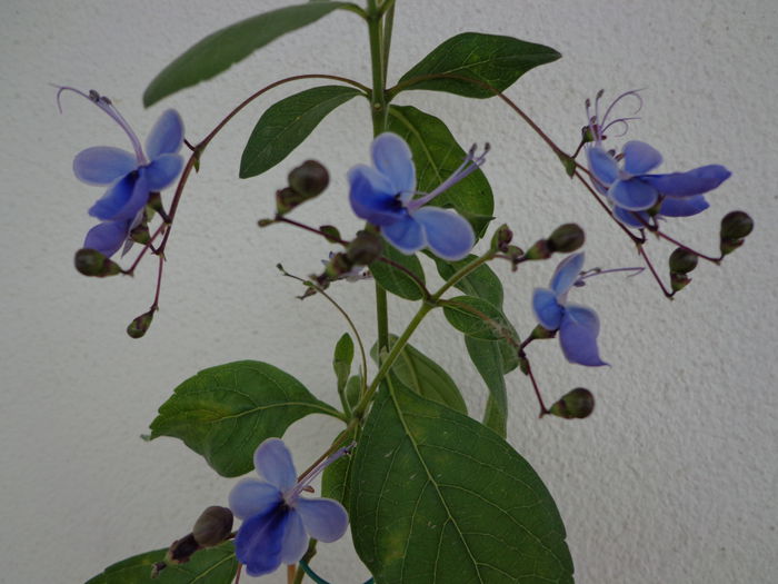 034 - Clerodendrum Ugandense