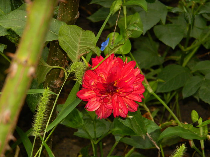 DSCN9092 - SEPTEMBRIE_2_2014