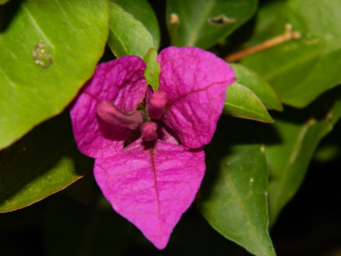 DSCN9095 - SEPTEMBRIE_2_2014