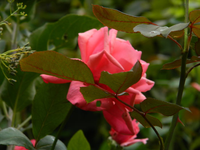 DSCN9096 - SEPTEMBRIE_2_2014