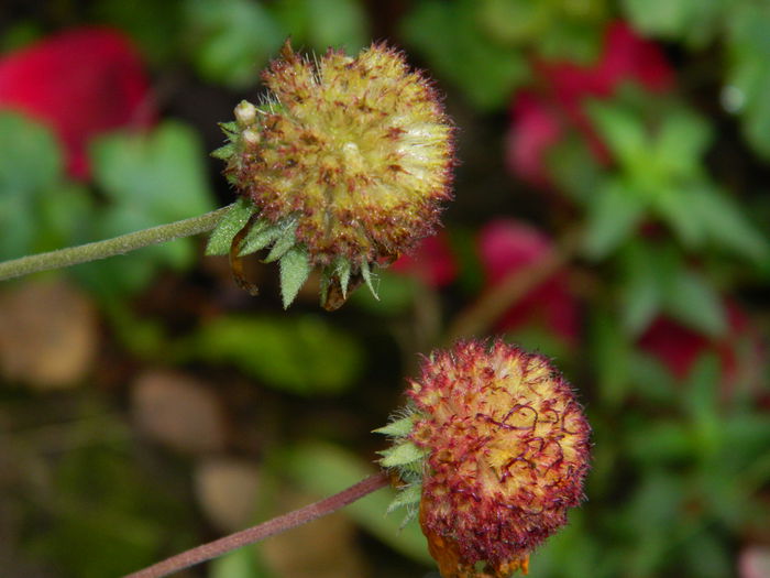 DSCN9097 - SEPTEMBRIE_2_2014