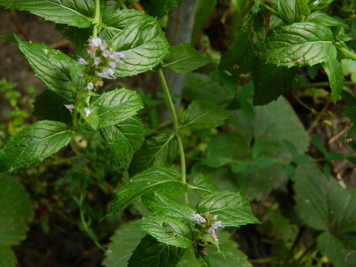 DSCN9098 - SEPTEMBRIE_2_2014