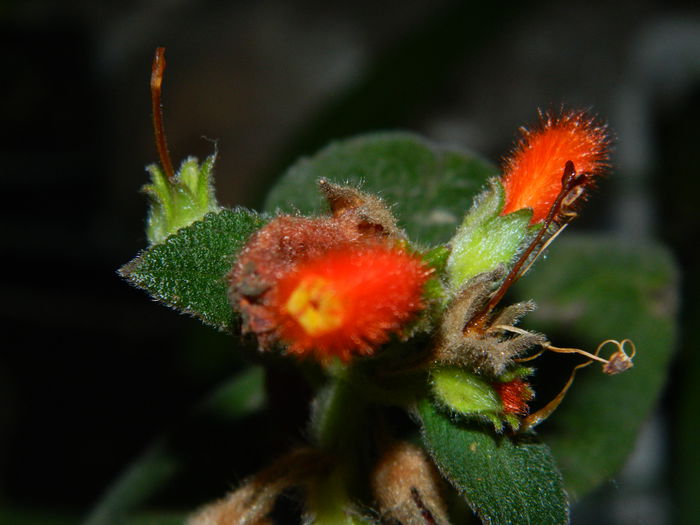 DSCN9102 - SEPTEMBRIE_2_2014