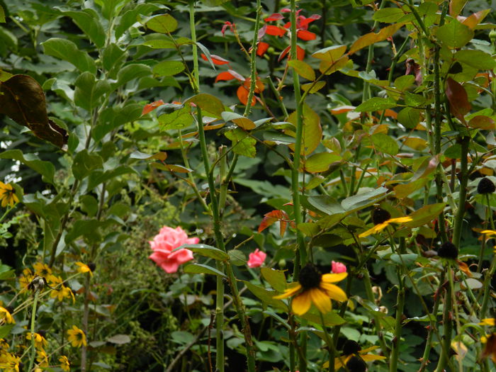 DSCN9103 - SEPTEMBRIE_2_2014