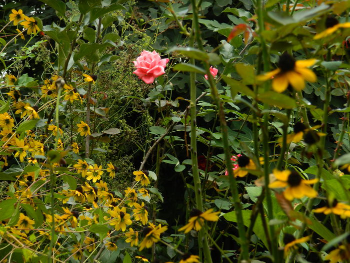 DSCN9104 - SEPTEMBRIE_2_2014