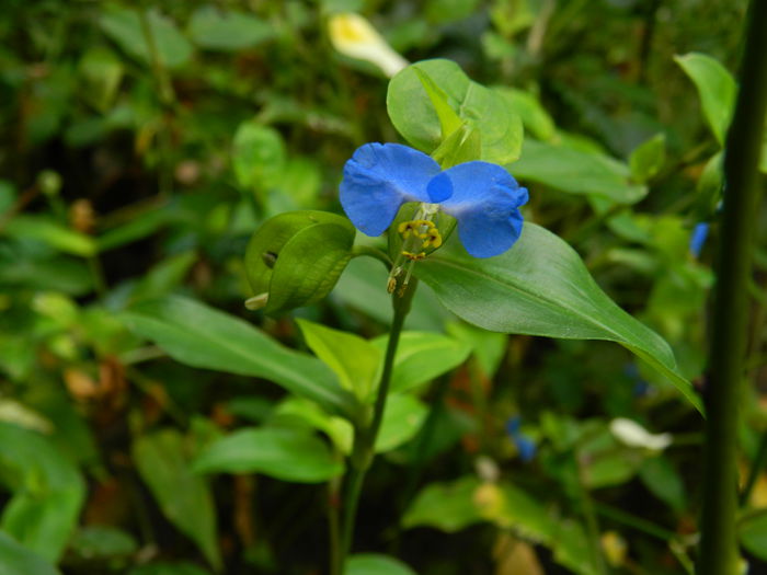 DSCN9111 - SEPTEMBRIE_2_2014