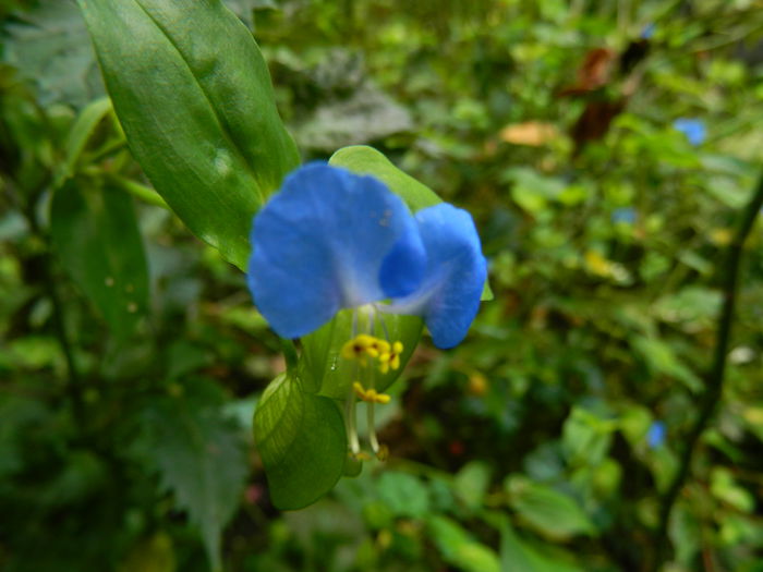 DSCN9114 - SEPTEMBRIE_2_2014