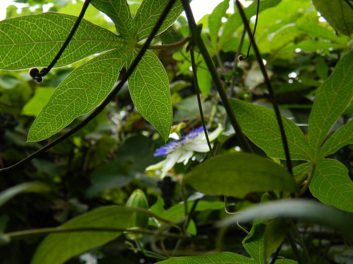 DSCN9127 - SEPTEMBRIE_2_2014