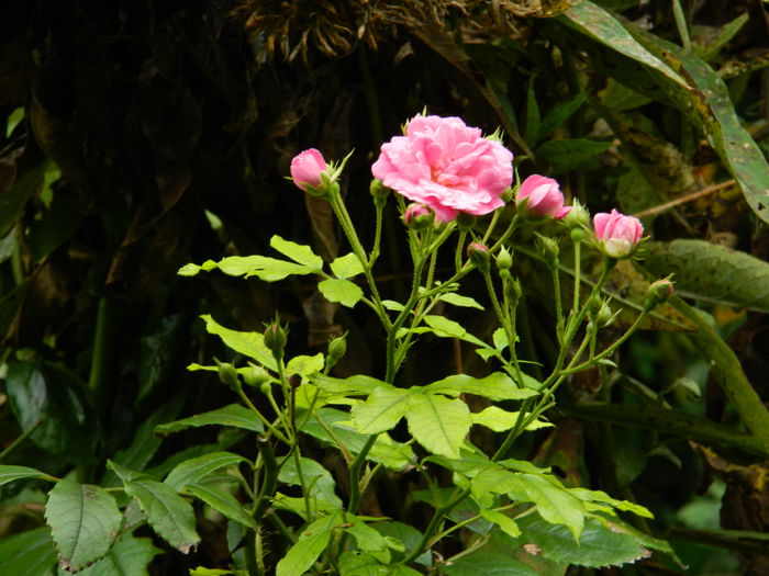 DSCN9145 - SEPTEMBRIE_2_2014