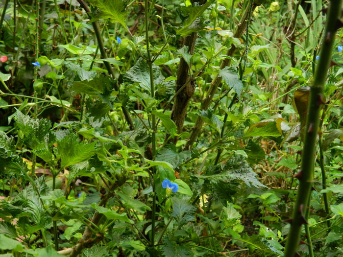 DSCN9147 - SEPTEMBRIE_2_2014