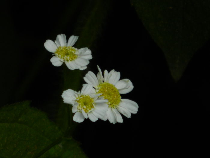 DSCN9157 - SEPTEMBRIE_2_2014